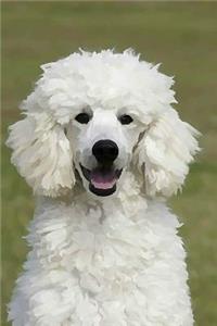 Poodle