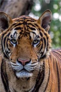 The Tiger is NOT Amused Journal