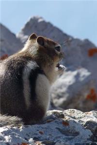 Cute Little Chipmunk Sunning on a Rock Journal