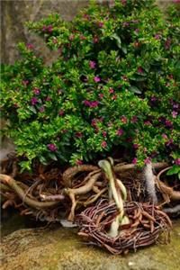 Myrtle Myrtus Tree Blooming Journal
