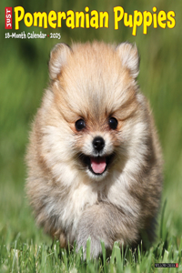 Pomeranian Puppies 2026 12 X 12 Wall Calendar