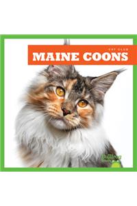 Maine Coons