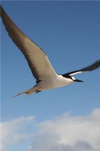 Sooty Tern Bird Journal (Sterna Anaethetus)