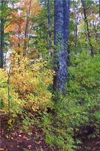 2019 Weekly Planner Fall Foliage Colors Autumn Forest 134 Pages