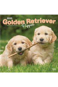 Golden Retriever Puppies 2020 Square