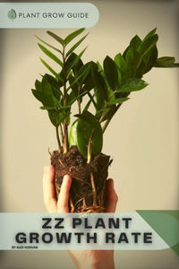 ZZ Plant Growth Rate