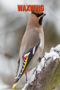 Waxwing