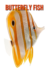 Butterfly Fish