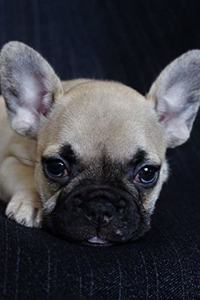 Pug
