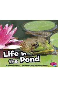 Life in the Pond