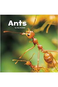 Little Creatures Pack A of 4