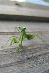 Mind Blowing Green Praying Mantis Journal