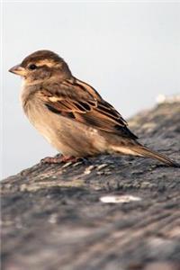 Mind Blowing Small Bird On Pier Journal