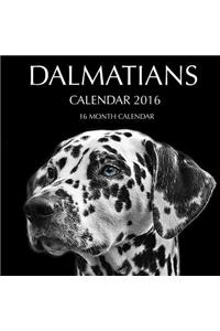 Dalmatians Calendar 2016