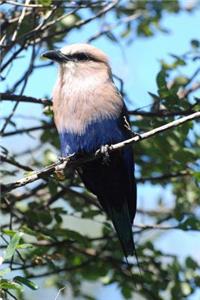 Blue-bellied Roller Journal