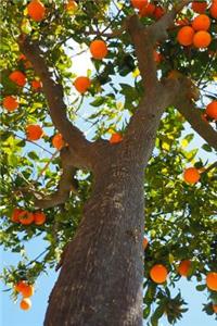 Picking Oranges from the Tree Journal