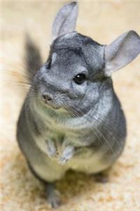 A Darling Little Gray Chinchilla Animal Journal