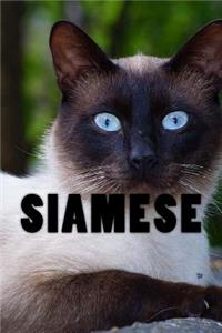 Siamese