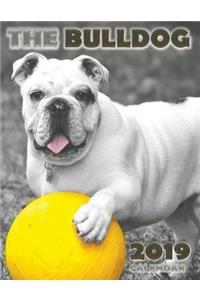 The Bulldog 2019 Calendar