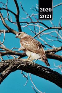 Falcon Hawk Bird Watching Ornithology Week Planner Weekly Organizer Calendar 2020 / 2021 - Lurking in the Trees