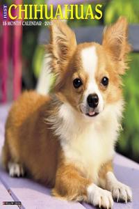 Just Chihuahuas 2018 Wall Calendar (Dog Breed Calendar)