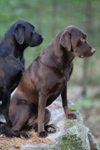 2020 Weekly Planner Labrador Retrievers Outside 134 Pages