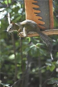 Squirrel on a Bird Feeder in Aspen, Colorado Journal