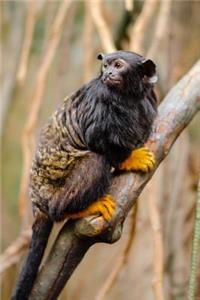 Tamarin Clinging to a Branch Journal