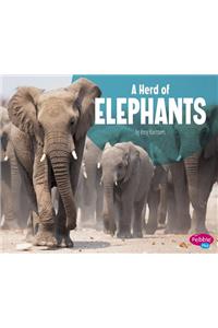 A Herd of Elephants