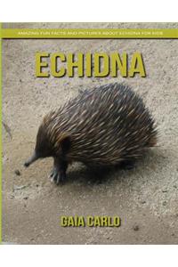 Echidna