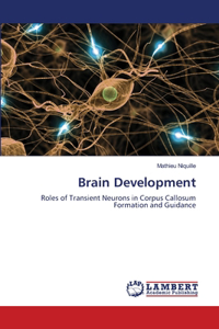 Brain Development