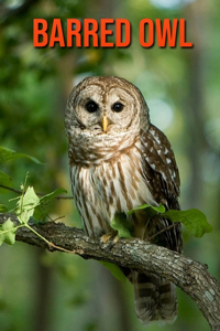 Barred Owl