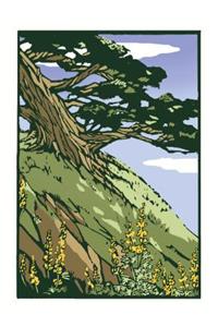 Coastal Cypress (Unboxed)