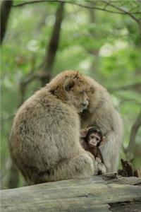Barbary Macaque Monkey Family Journal
