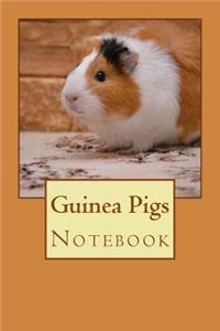 Guinea Pigs