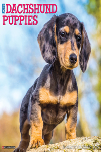Just Dachshund Puppies 2021 Wall Calendar (Dog Breed Calendar)