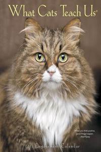 What Cats Teach Us 2018 Engagement Calendar