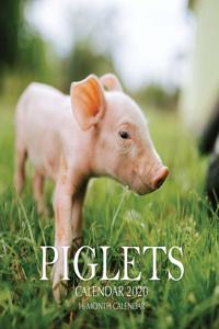 Piglets Calendar 2020