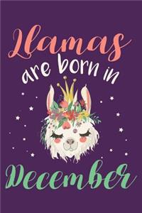 Llamas Are Born in December