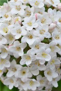 Beautiful Blooming Lilac Bush Journal
