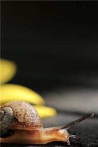 Snail Notebook