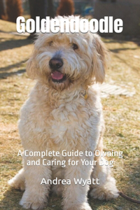 Goldendoodle
