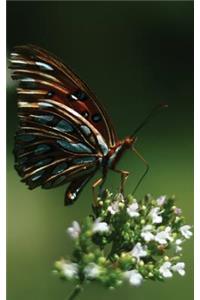 Images of Steller