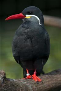 Inca Tern Sea Bird Journal