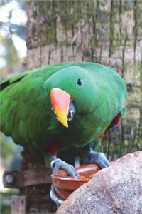Eclectus Parrot on a Branch Journal