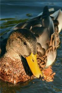 Female Mallard Duck on the Water Journal