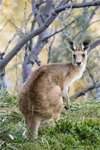 Hello There, Kangaroo Australia Journal