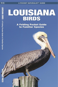 Louisiana Birds