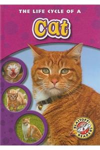Life Cycle of a Cat