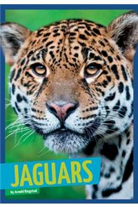 Jaguars